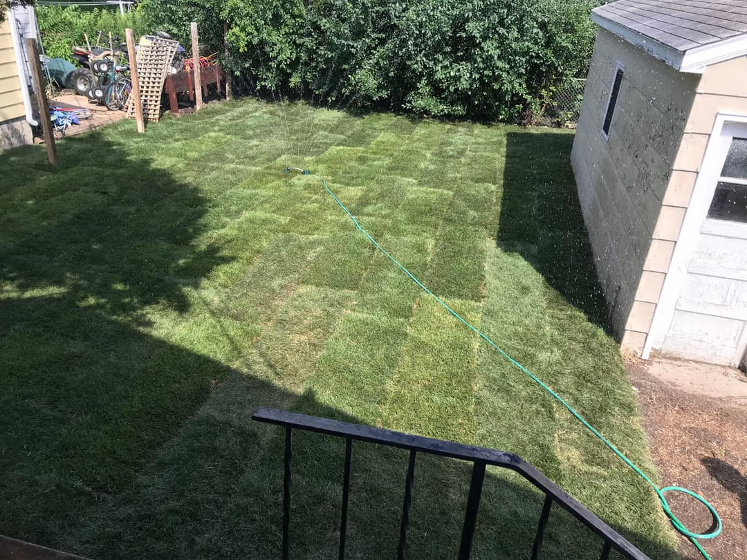 Freshly mowed lawn in backyard with sprinkler, surrounded by greenery and garden shed.